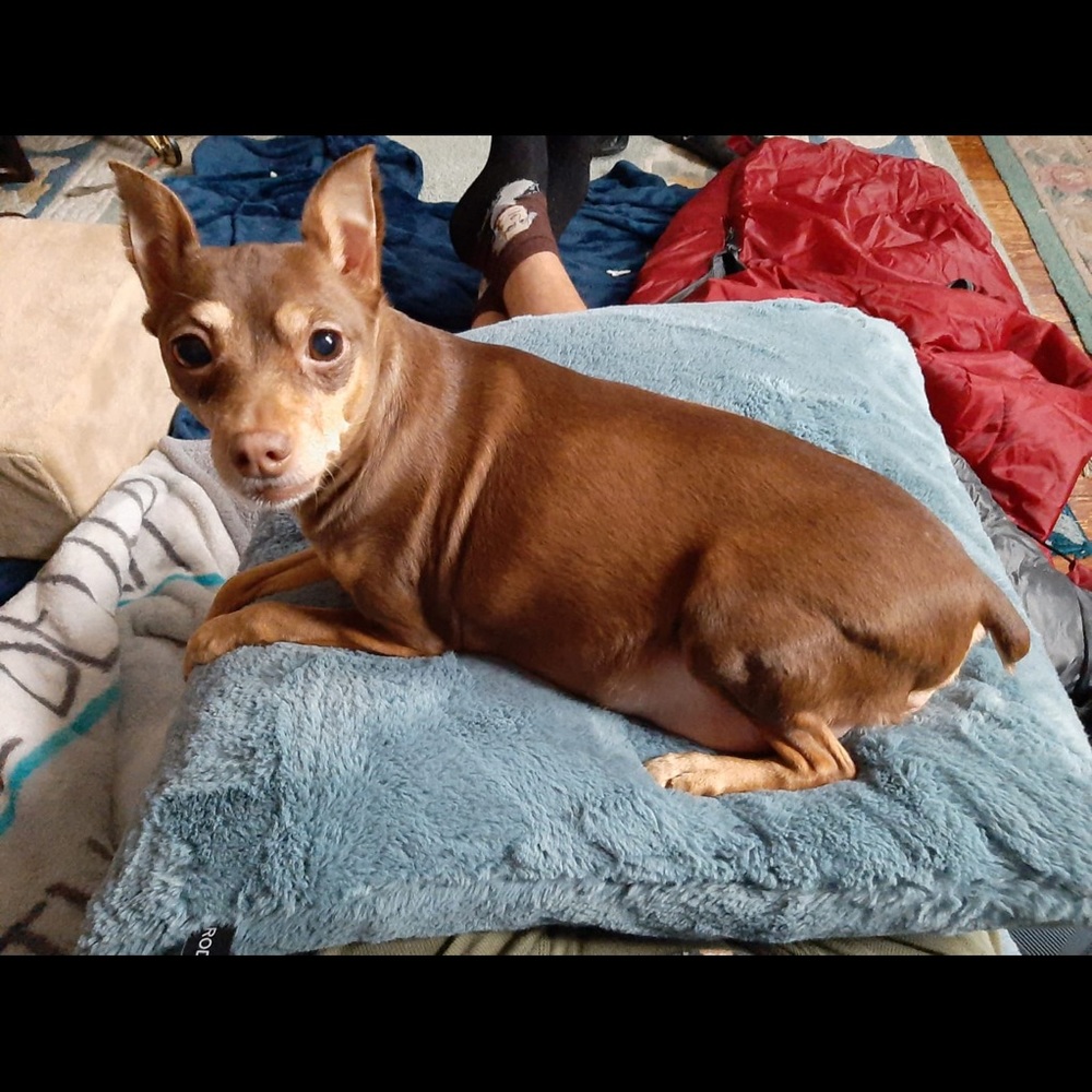 Meet your Posher, Taisiia